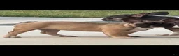 French Bulldog dogs for sale: French Bulldog 2 - Ad 2