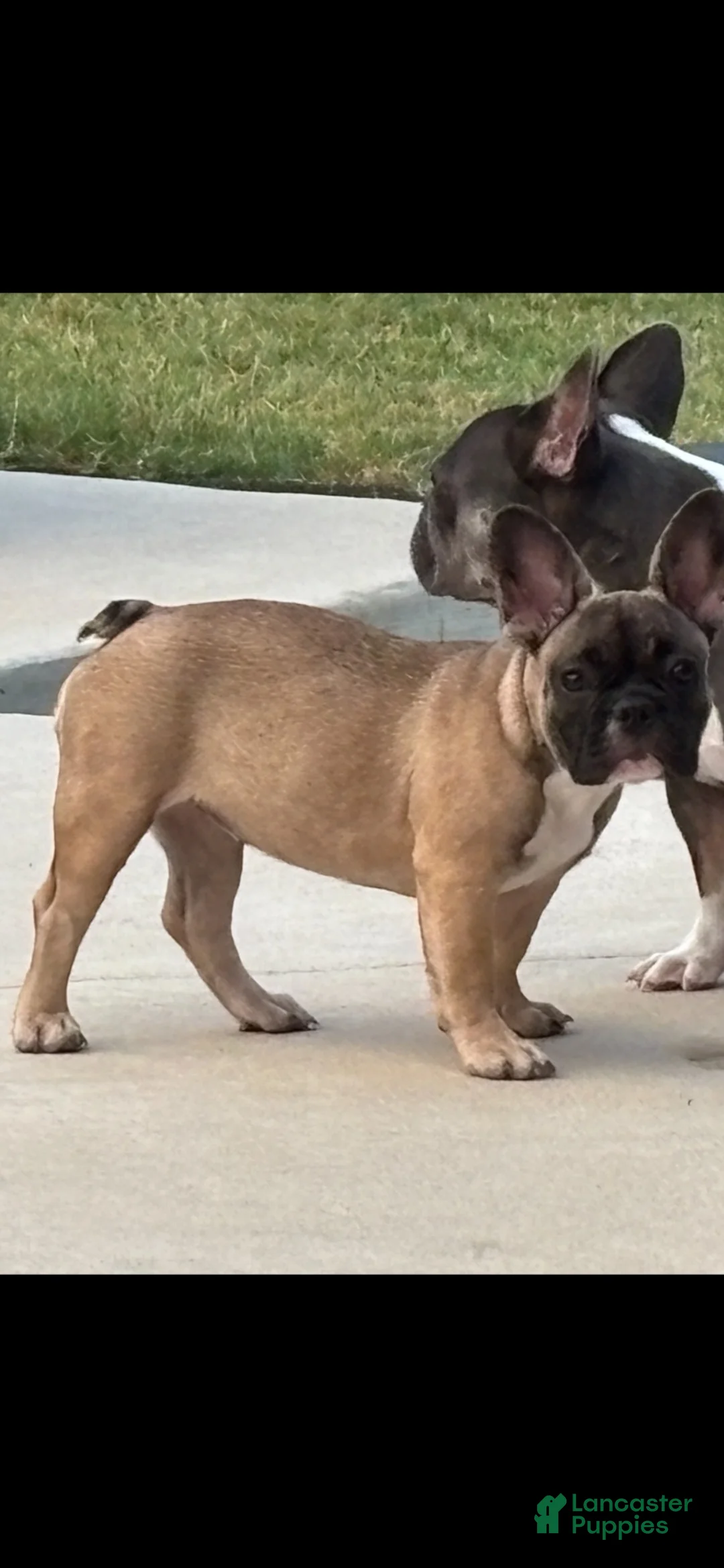 French Bulldog dogs for sale: French Bulldog 2 - Ad 2