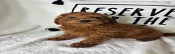 Mini Goldendoodle dogs for sale: Gabe - Ad 3