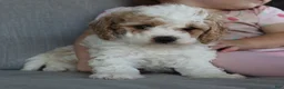 Cavapoo dogs for sale: Buddy - Ad 8
