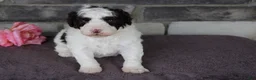 Portuguese Water Dog dogs for sale: Flicka - Ad 6