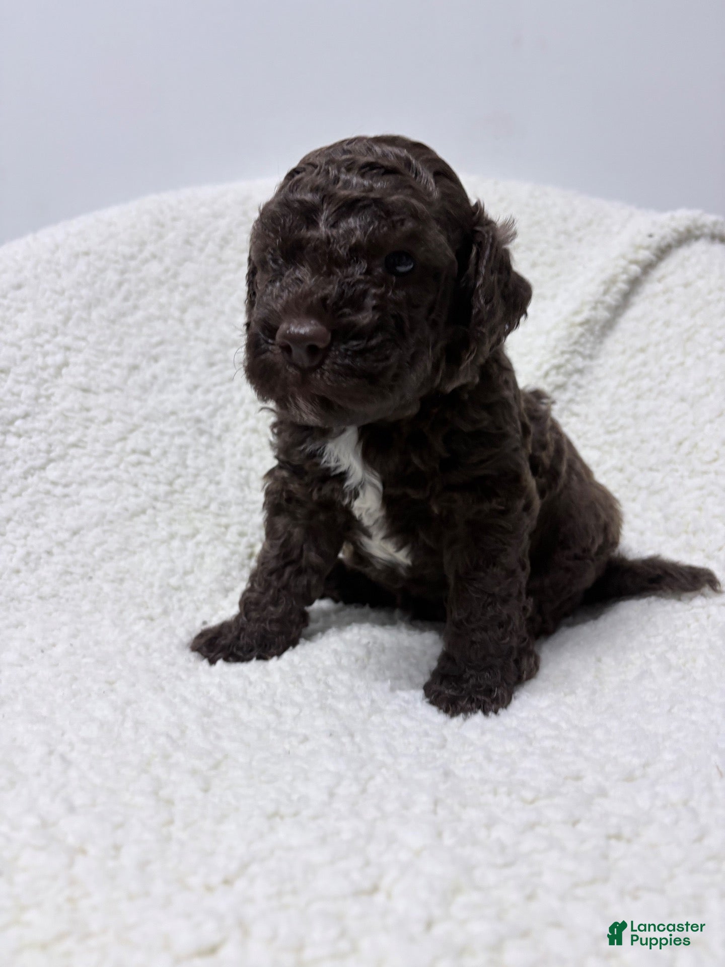 Lagotto Romagnolo dogs for sale: Cello - Ad 2