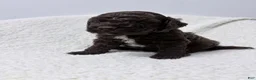 Lagotto Romagnolo dogs for sale: Cello - Ad 2