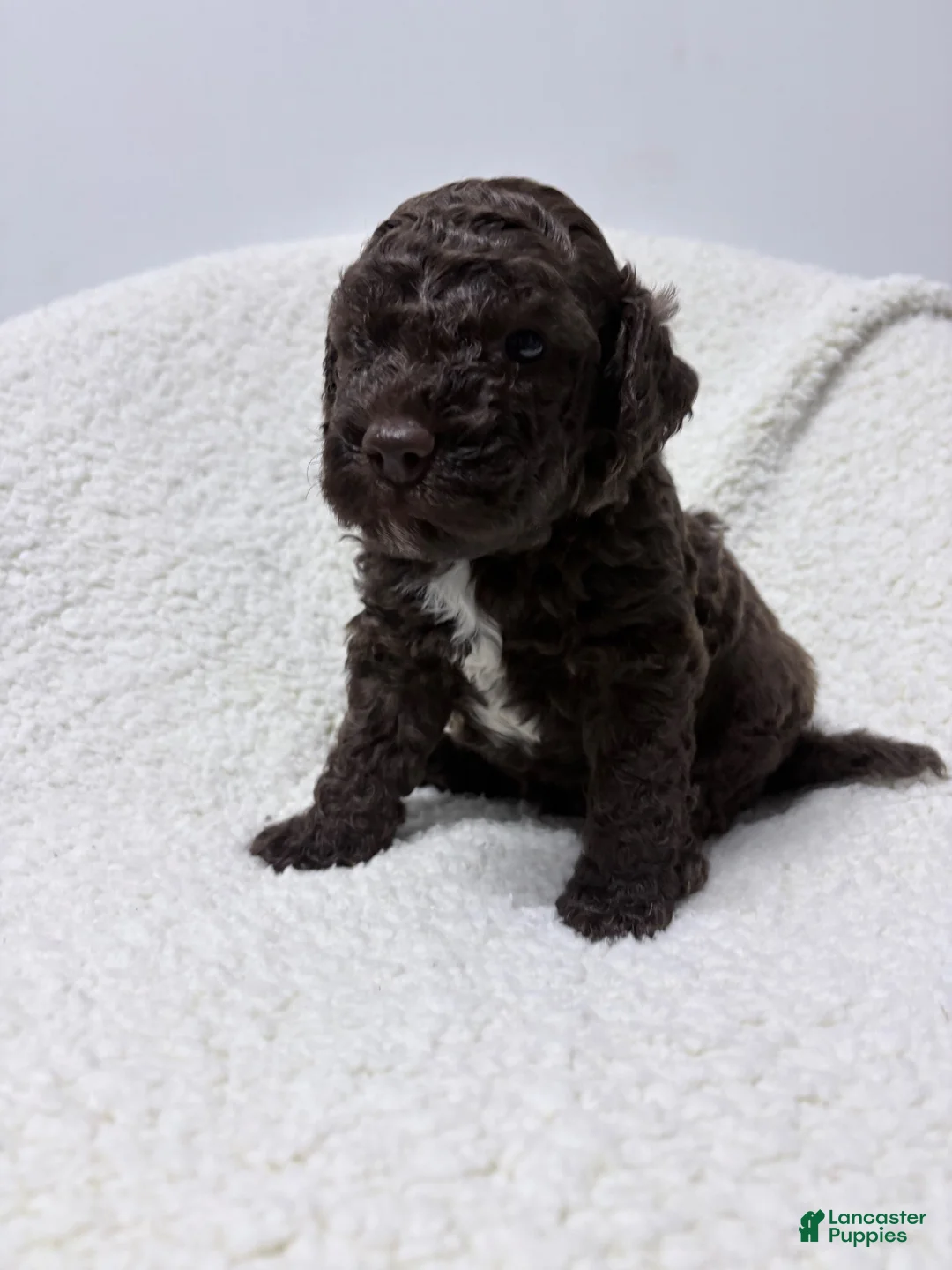 Lagotto Romagnolo dogs for sale: Cello - Ad 2