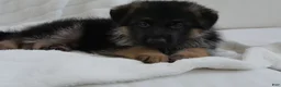 German Shepherd dogs for sale: German Shepherd Pick of litter Male Blue Collar - Ad 2