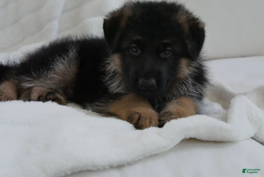 German Shepherd dogs for sale: German Shepherd Pick of litter Male Blue Collar - Ad 2