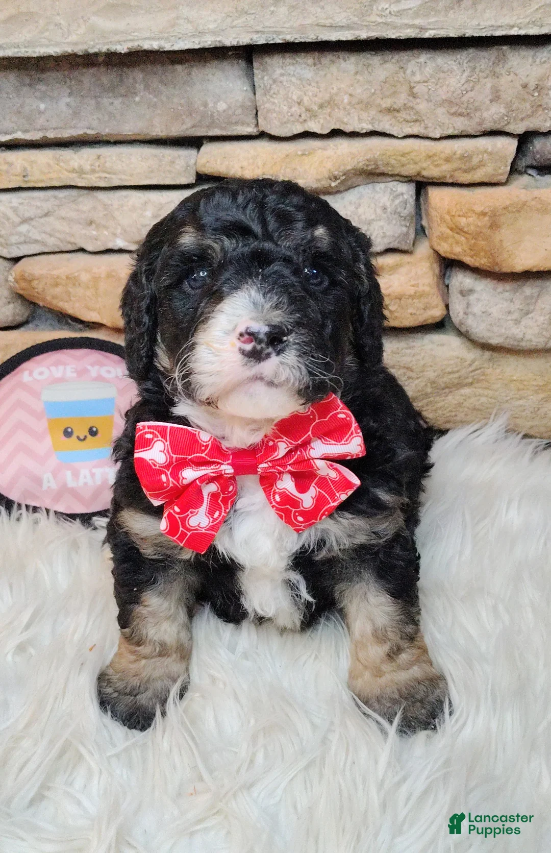 Saint Berdoodles dogs for sale: Frodo F1b Mini St Berdoodle  - Ad 4