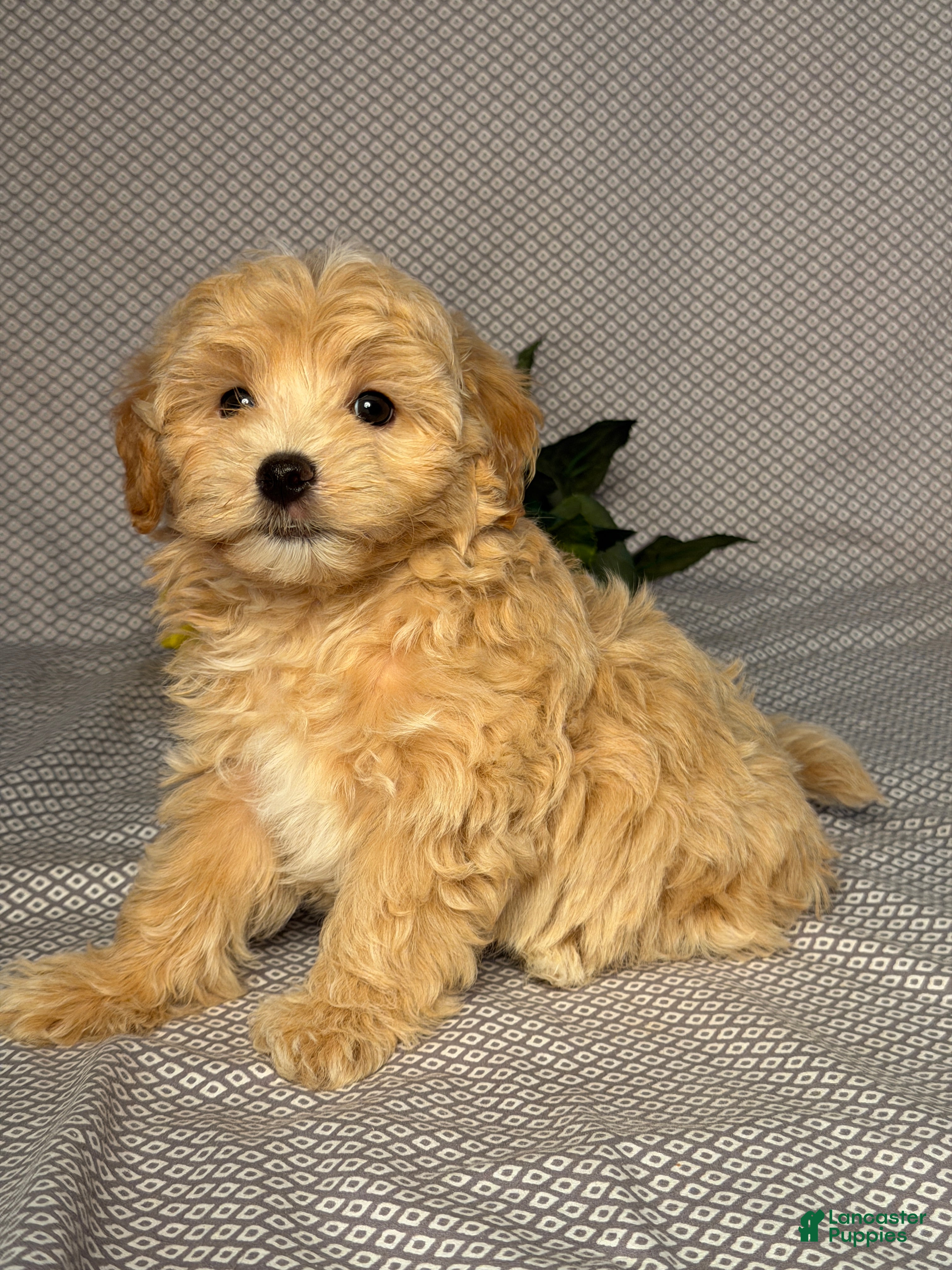Maltipoo dogs Easton - Ad 2
