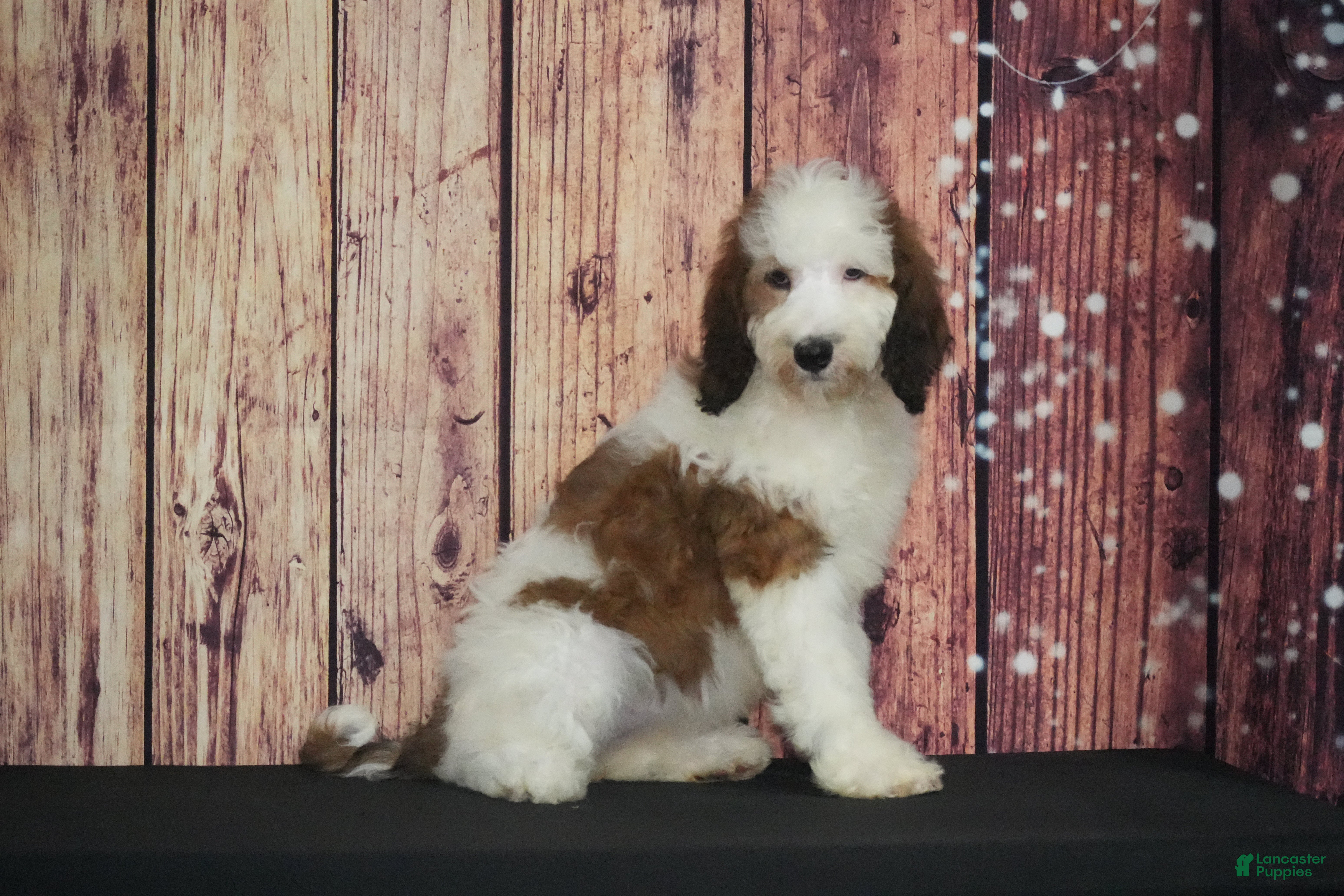 Saint Berdoodles dogs Saint Berdoodles Puppy 8 - Ad 16