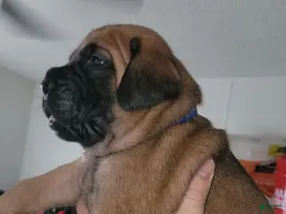 Mixed Breed dogs Mixed Breed 3 - Ad 32