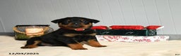 Rottweiler dogs for sale: Reeses - Ad 2