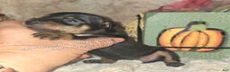 Miniature Pinscher dogs for sale: Angel  - Ad 4