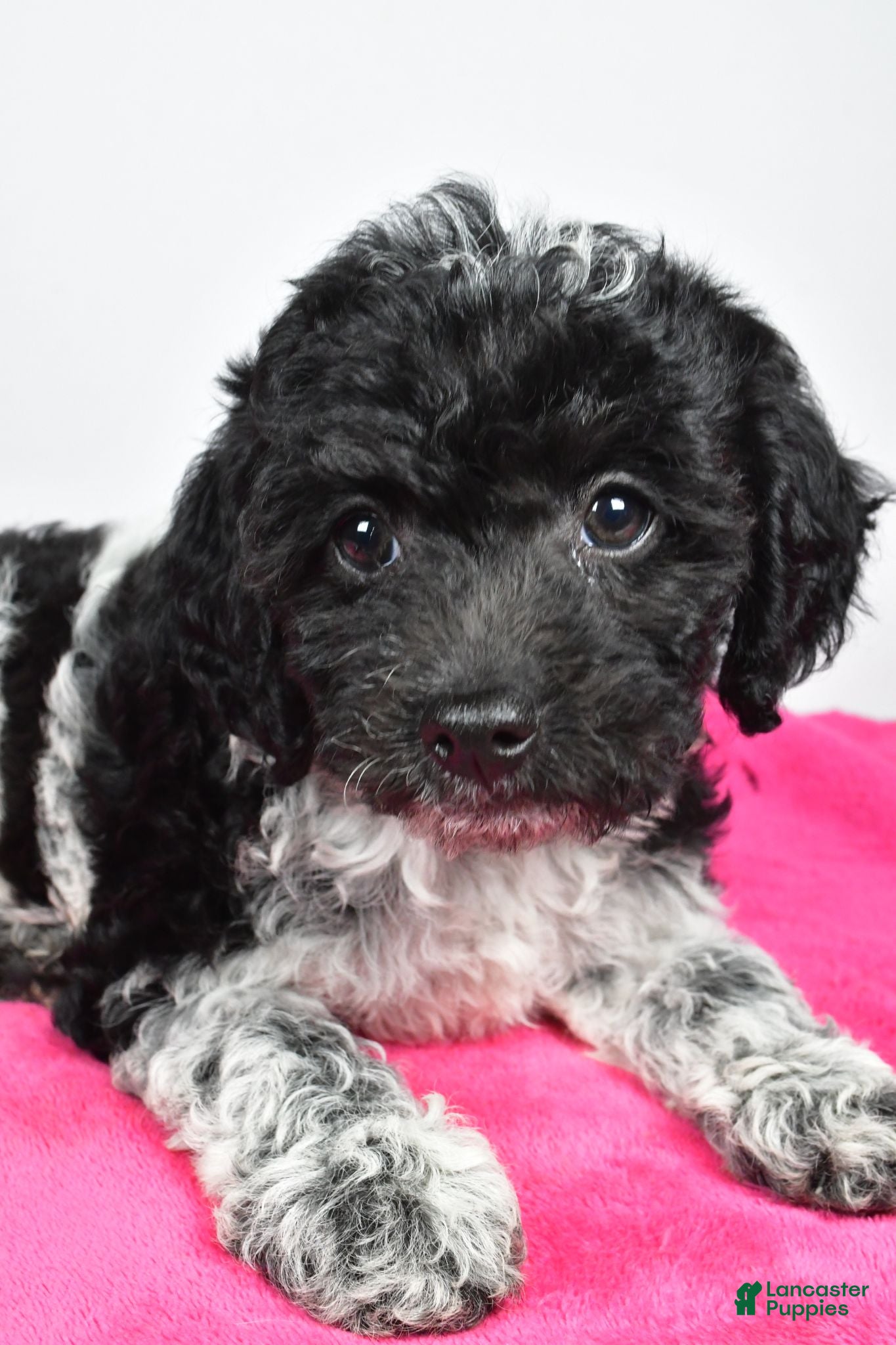 Cockapoo dogs Fiona - Ad 2