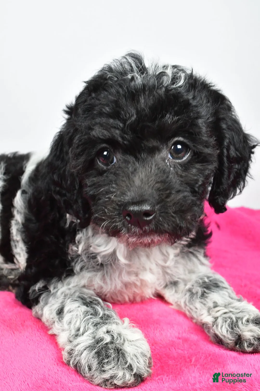Cockapoo dogs for sale: Fiona - Ad 2