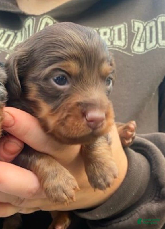 Mixed Breed dogs Maple - Ad 19