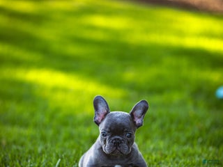 French Bulldog dogs - Ad 30