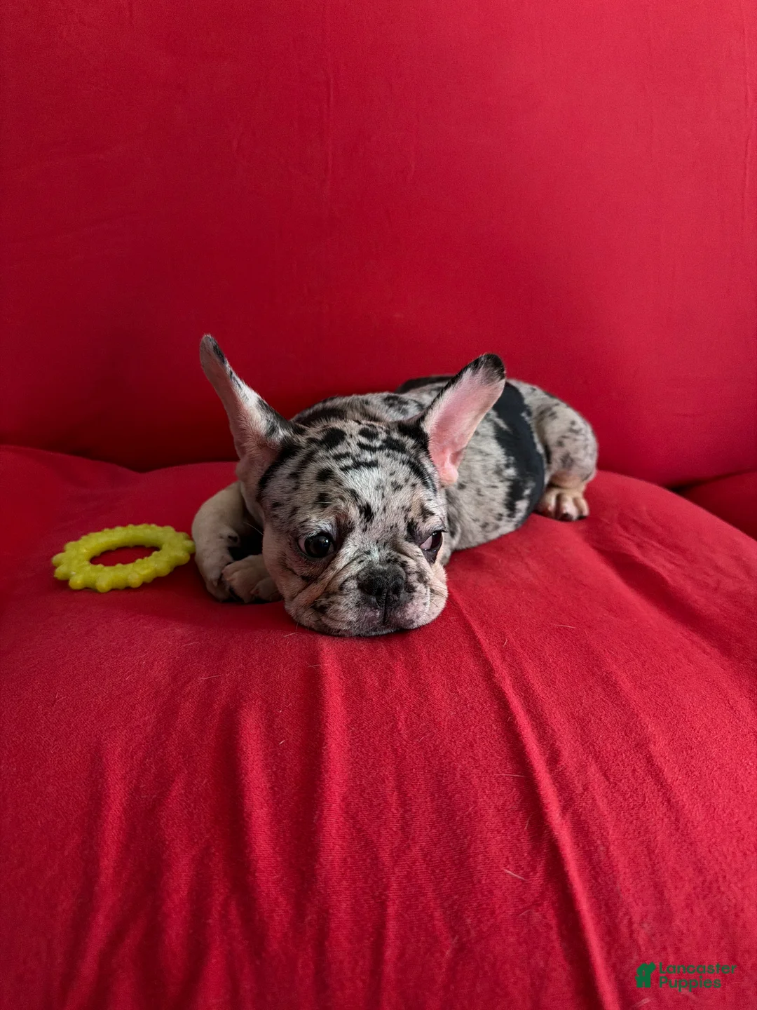 French Bulldog dogs for sale: French Bulldog Puppy 5 - Ad 3