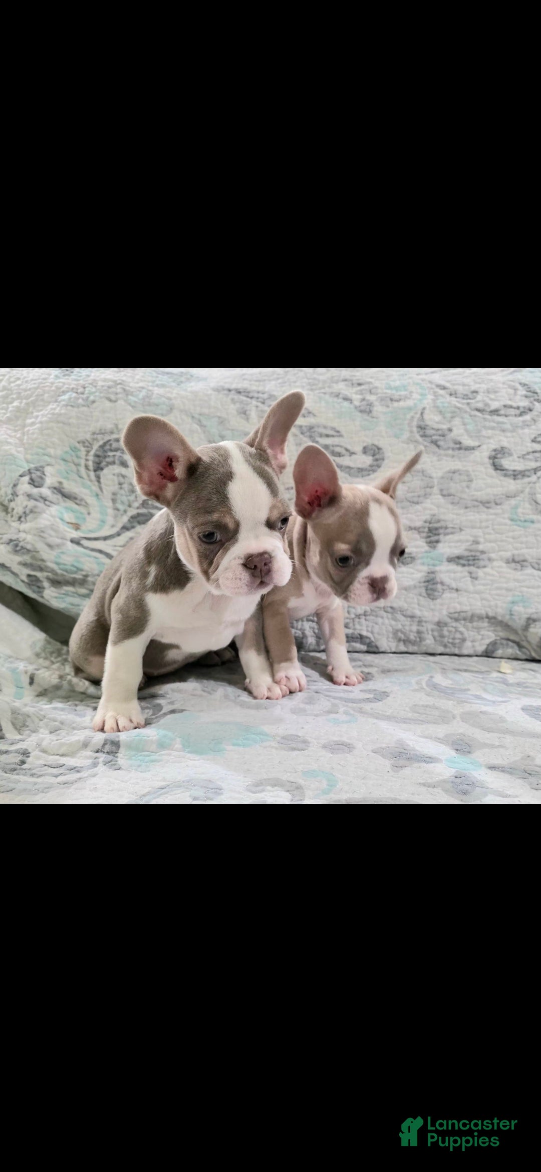 French Bulldog dogs Betty boop! - Ad 1
