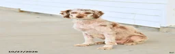 Mini Aussiedoodle dogs for sale: Elsie - Ad 6