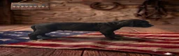 Catahoula Leopard Dog dogs for sale: Quill - Ad 2