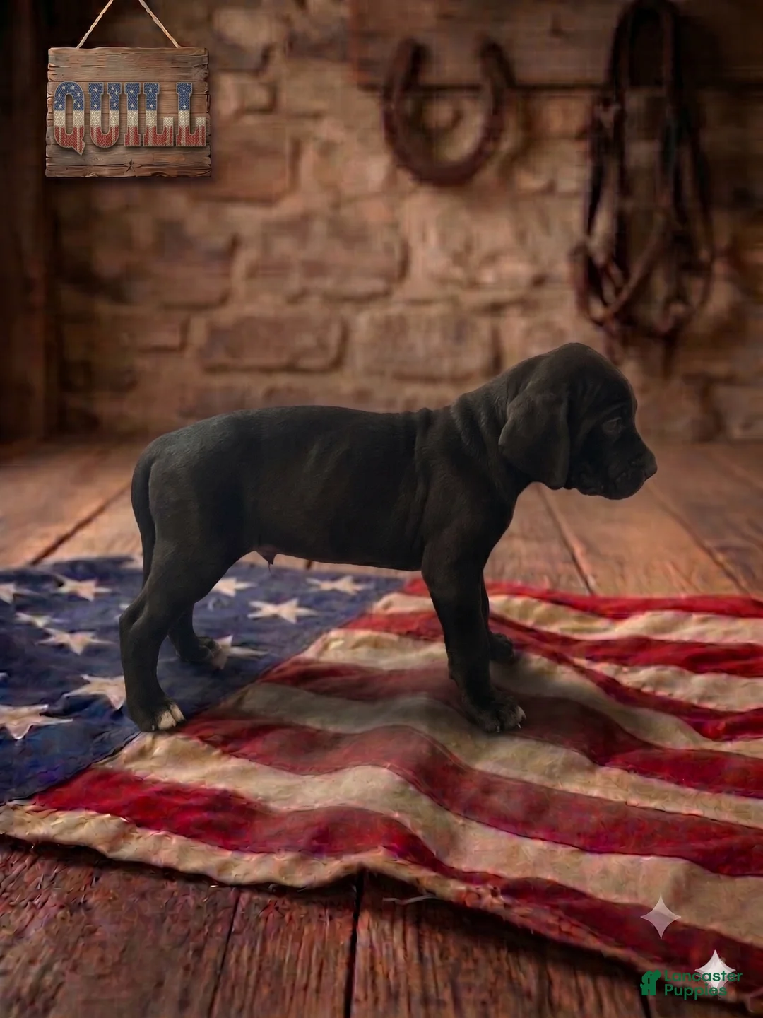 Catahoula Leopard Dog dogs for sale: Quill - Ad 2