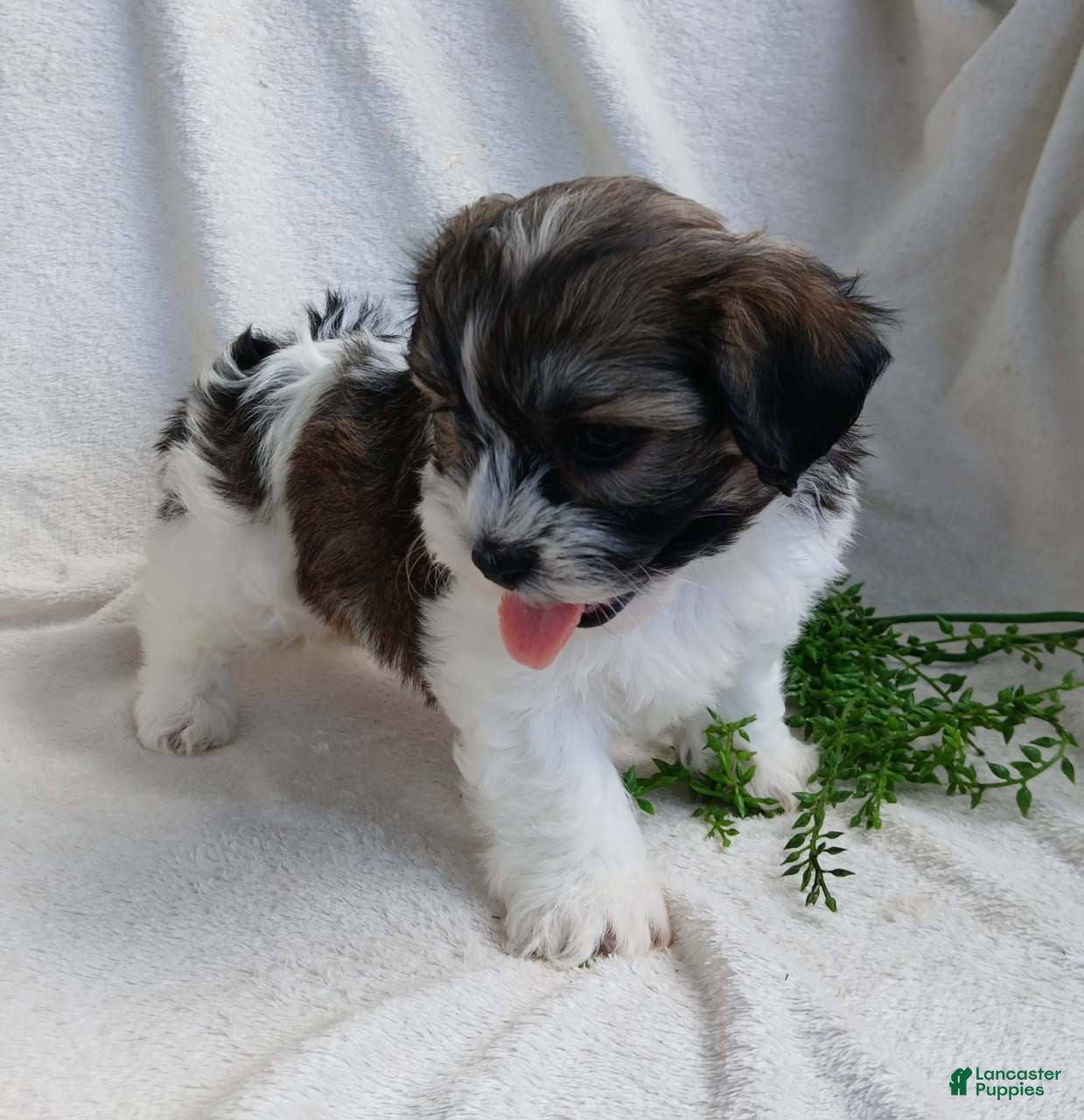 Teddy Bear dogs Dustin - Ad 2