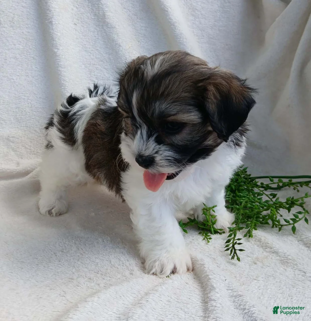 Teddy Bear dogs for sale: Dustin - Ad 2