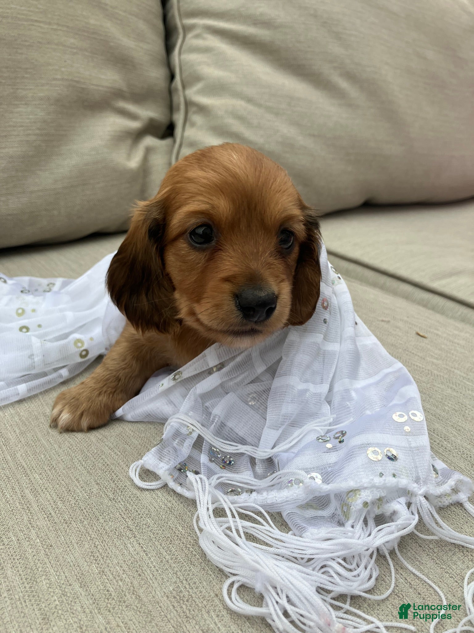 Miniature Dachshund dogs Peanut - Ad 24