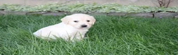 Golden Retriever dogs for sale: Theo Golden Retriever Puppy  - Ad 7