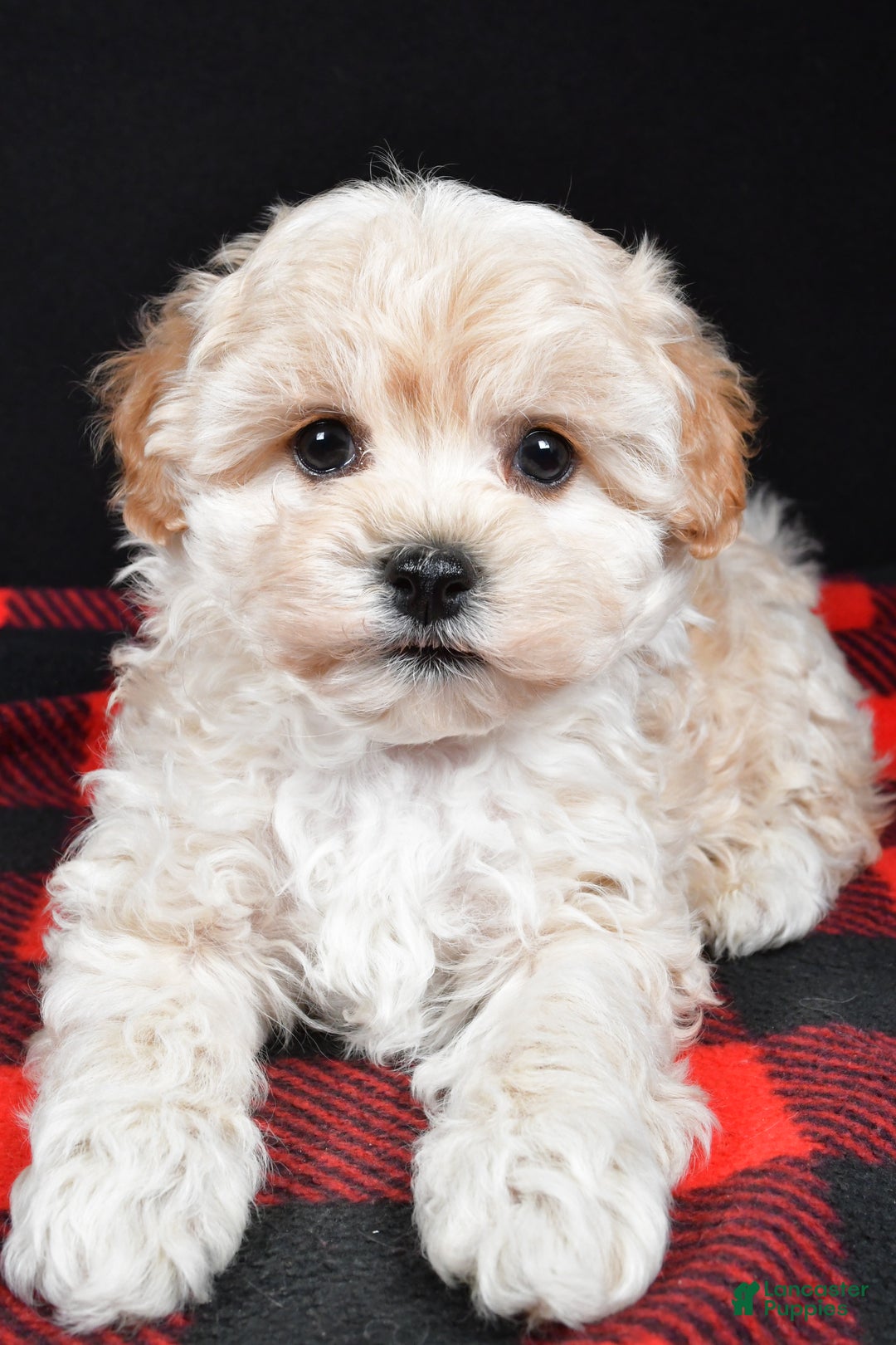 Maltipoo dogs for sale: Frankie - Ad 1