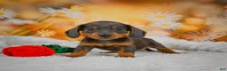 Miniature Dachshund dogs for sale: Dominic - Ad 8