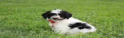 Yorkiepoo dogs for sale: Ryder - Ad 8