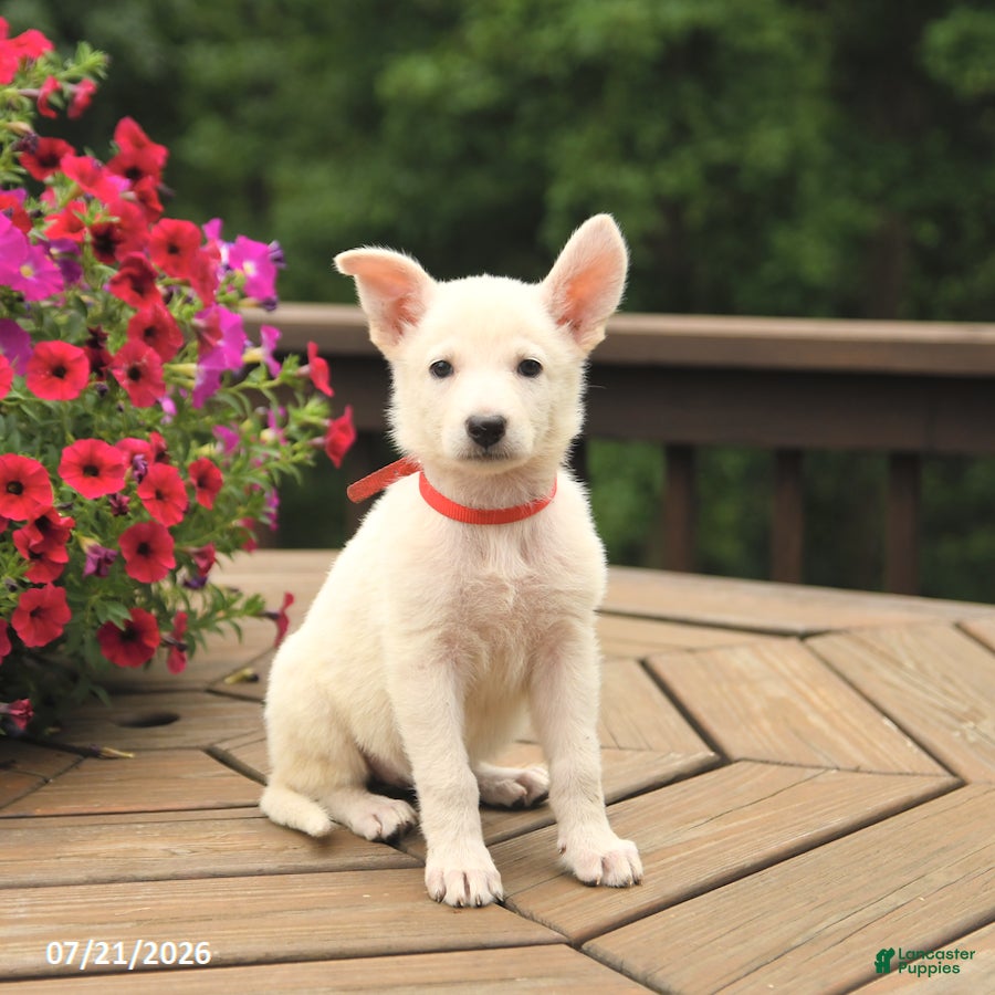 German Shepherd dogs Molly - Ad 1