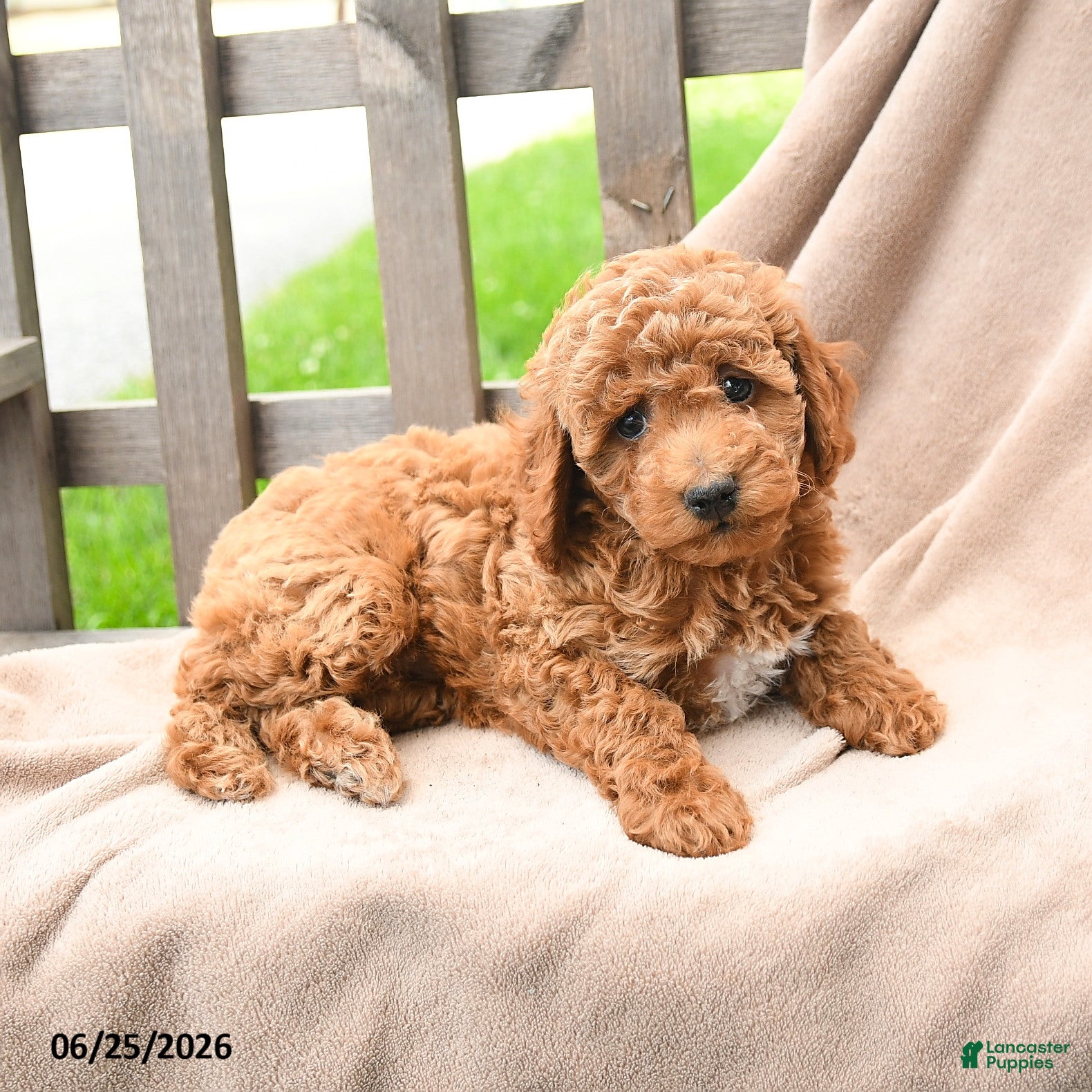 Cavapoo dogs Kassidy - Ad 2