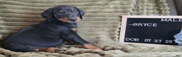 Doberman Pinscher dogs for sale: Bryce - Ad 5
