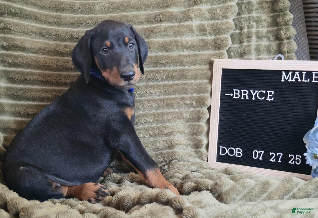 Doberman Pinscher dogs for sale: Bryce - Ad 5