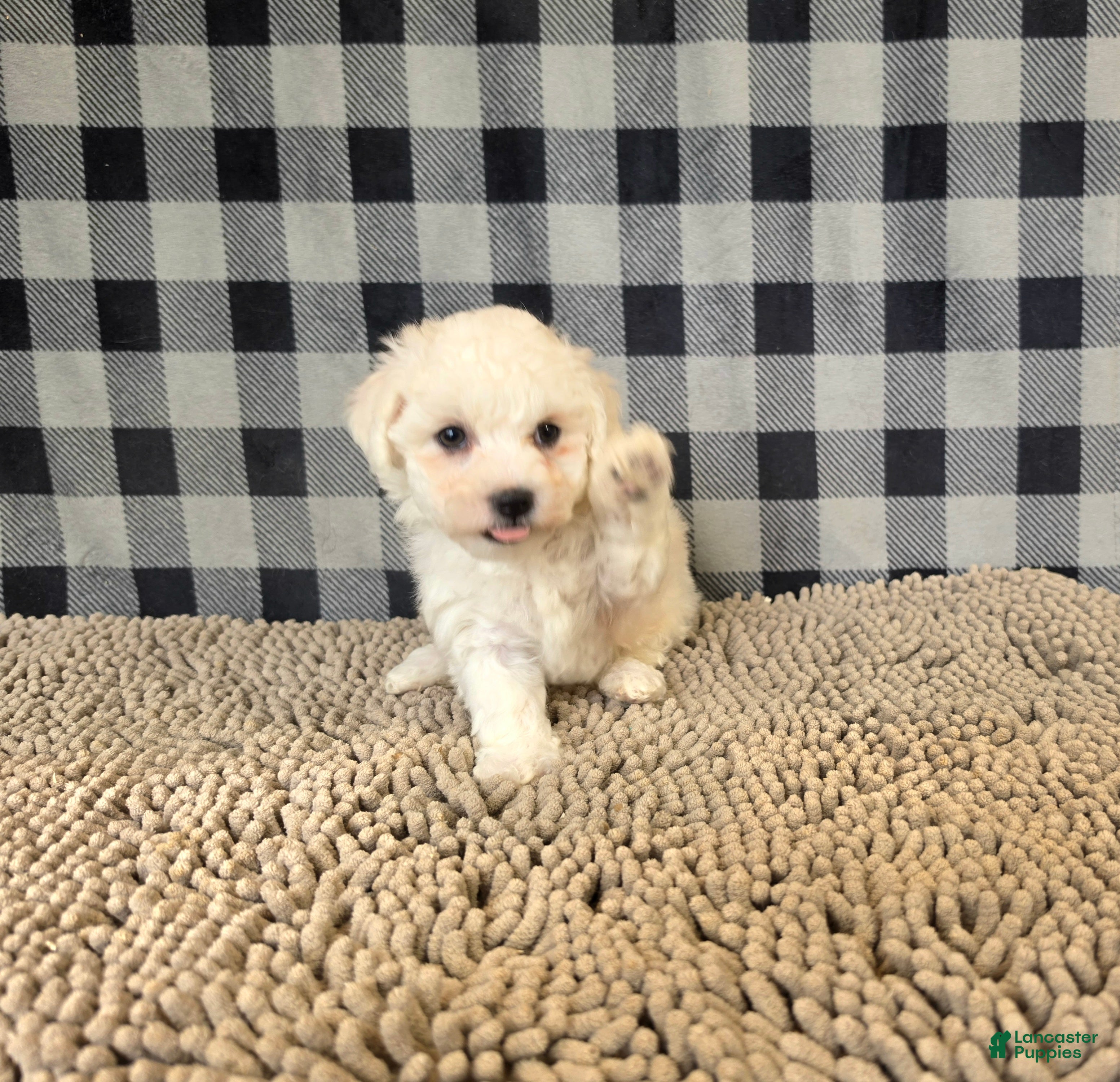 Bichon Frise dogs for sale: Lee - Ad 2