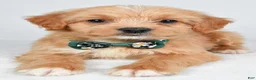 Mixed Breed dogs for sale: Thomas - Ad 9