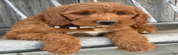 Irish Doodle dogs for sale: Juniper - Ad 5