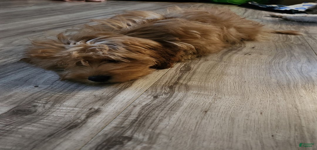 Gallery Image {{count}}