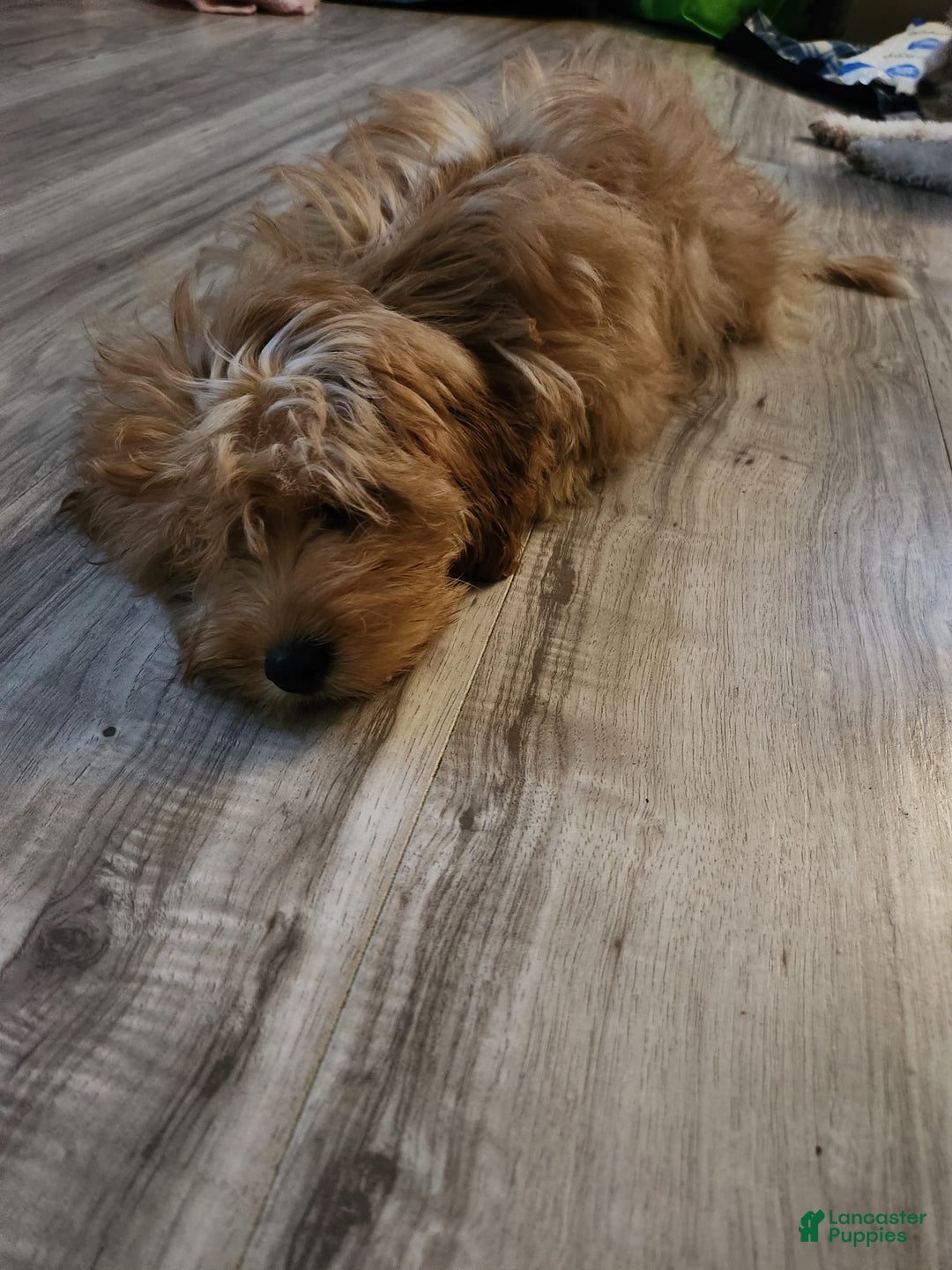 Gallery Image {{count}}