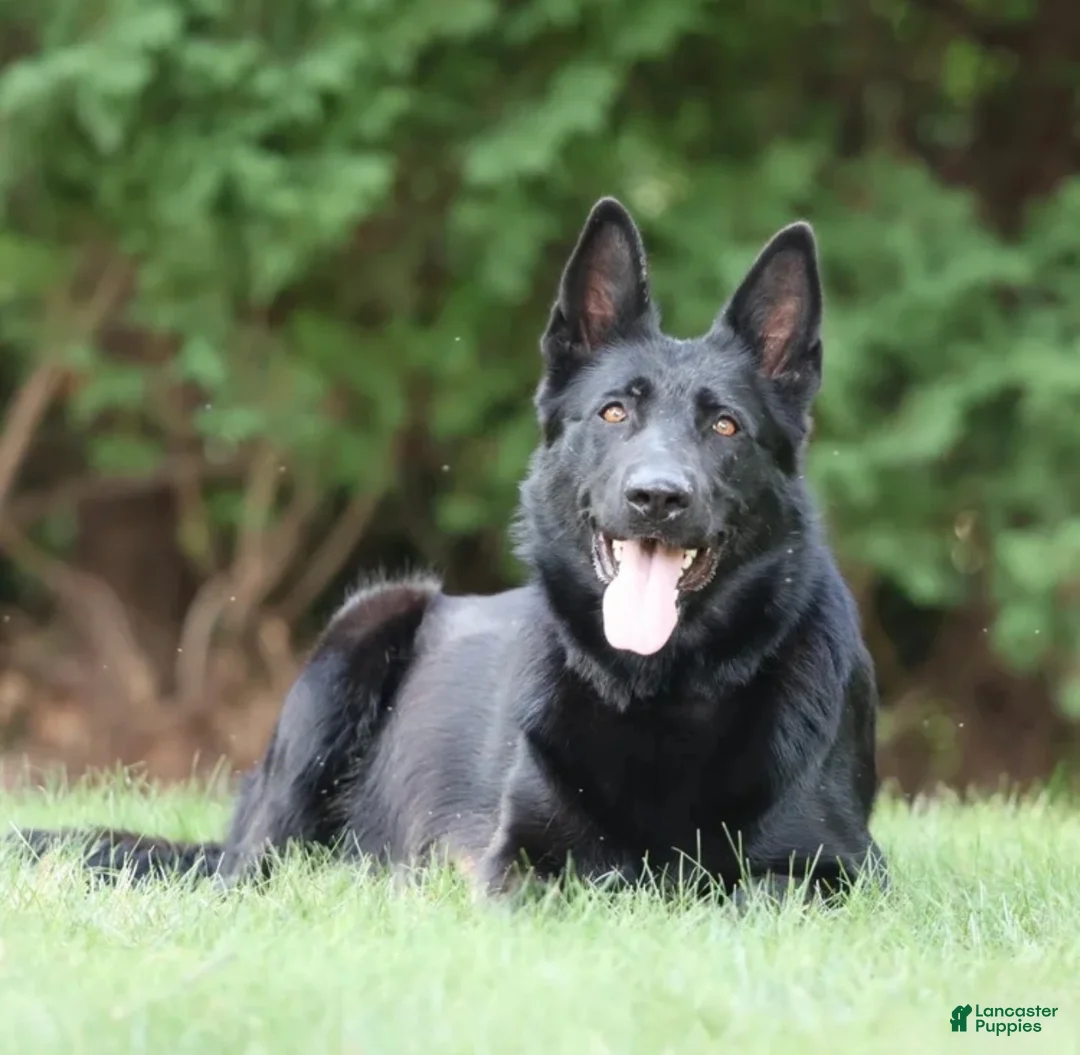 German Shepherd dogs for sale: German Shepherd Puppy 1 - Ad 4