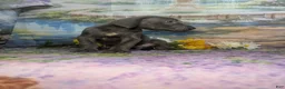 Great Dane dogs for sale: Ariel Blue Female  - Ad 4