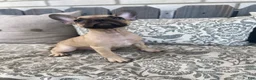 French Bulldog dogs for sale: French Bulldog 1 - Ad 5
