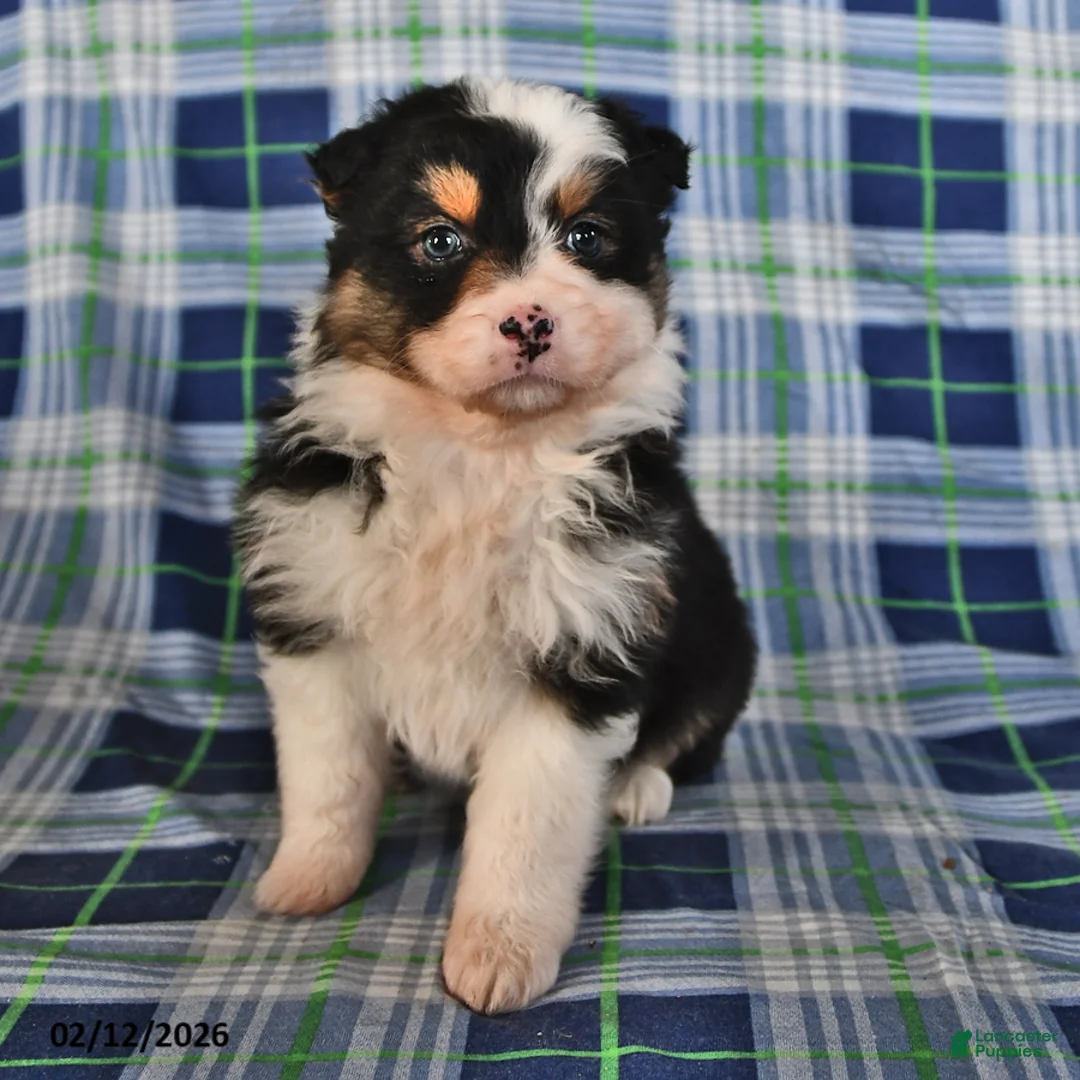 Australian Shepherd dogs for sale: Ivy - Ad 3