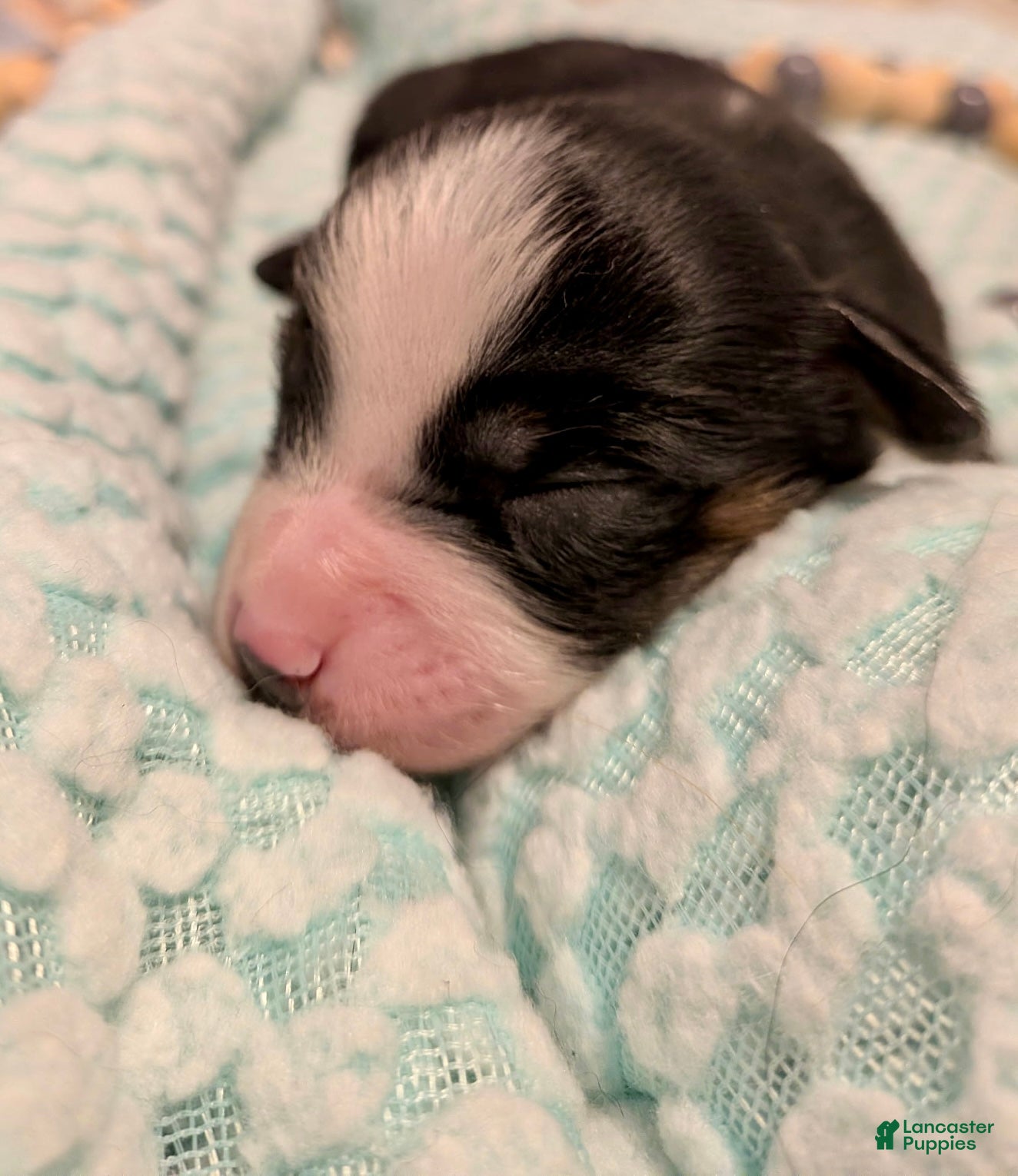 Toy Australian Shepherd dogs for sale: Toy Australian Shepherd 2 - Ad 3