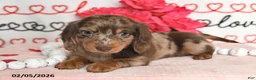 Miniature Dachshund dogs for sale: Harmony - Ad 2