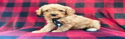 Cavapoo dogs for sale: Dexter - Ad 7