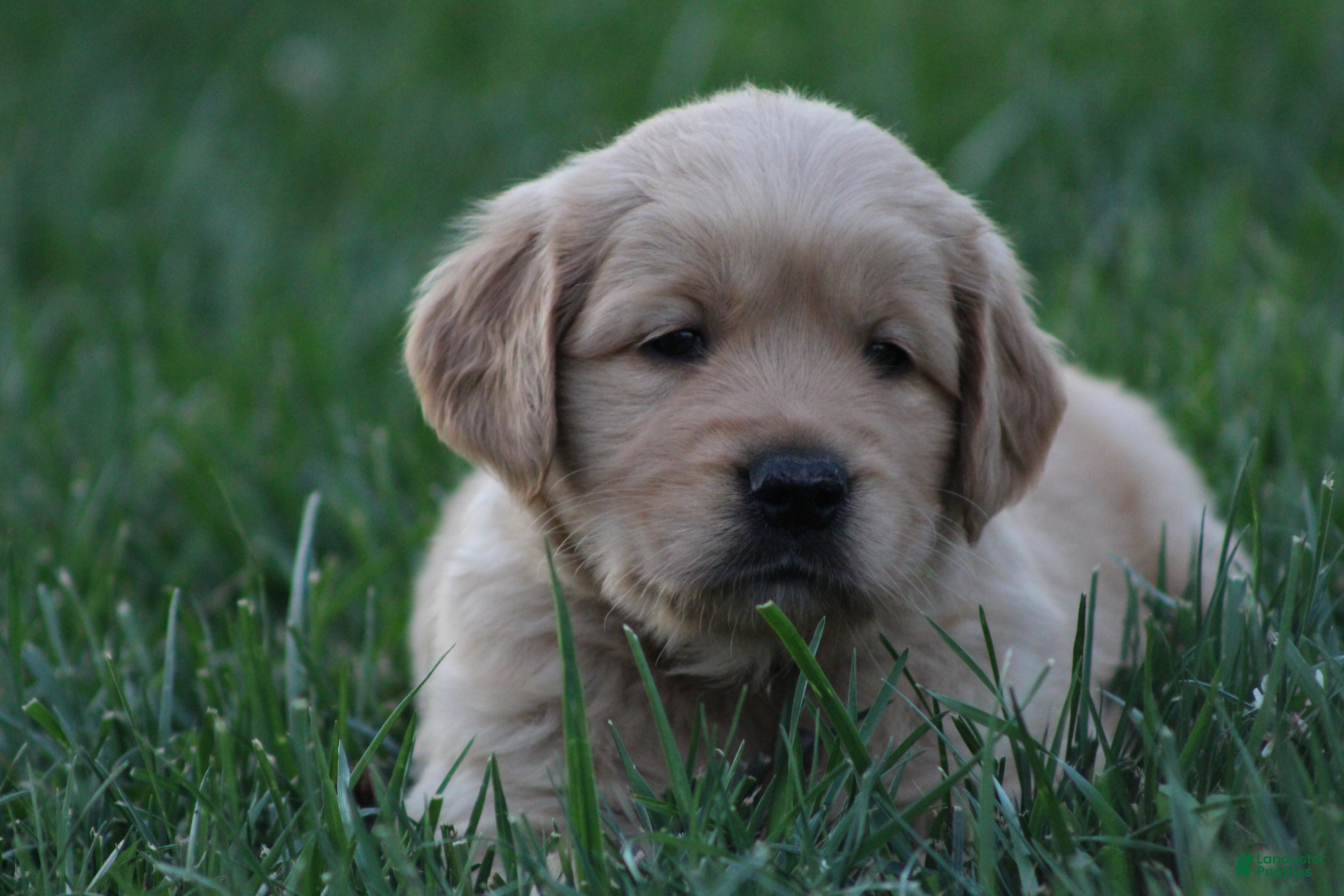Golden Retriever dogs Sophie - Ad 1