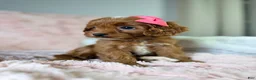 Cavapoo dogs for sale: Sun - Ad 4